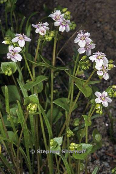 claytonia parviflora ssp grandiflora 1 graphic